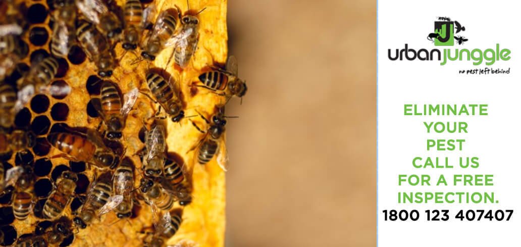 Professional pest control expert inspecting a wasp nest near a residential property