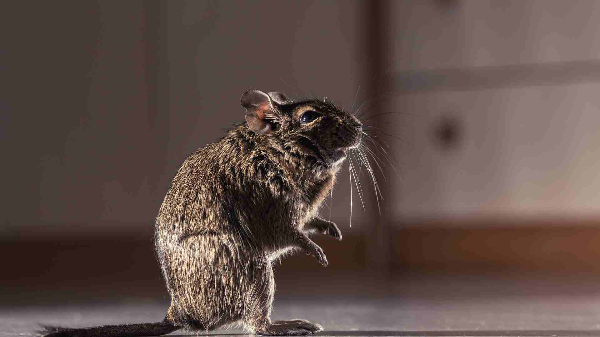 Rodent Control for Hygiene and Safety