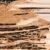 Battling Wood Borer Infestation – Termites